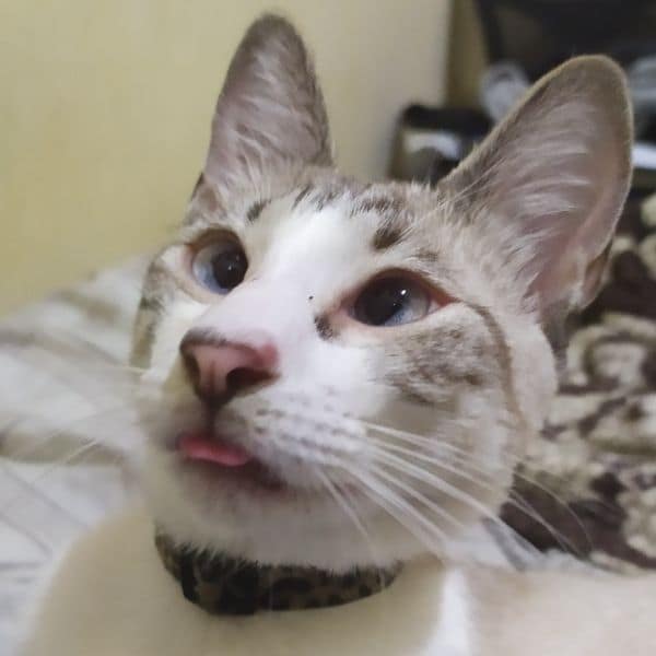 好日子寵物美容