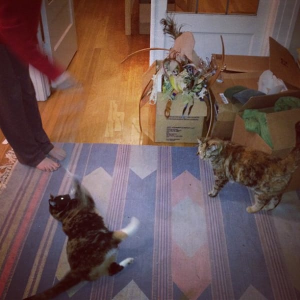 小惡魔寵物沙龍店