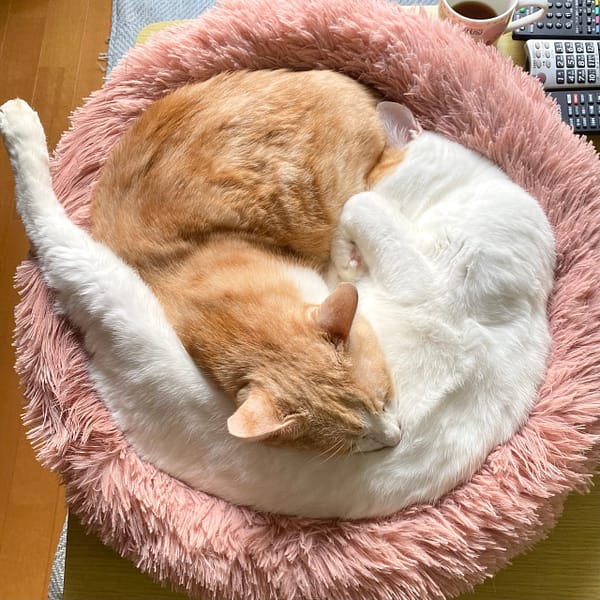 小毛宅寵物企業社