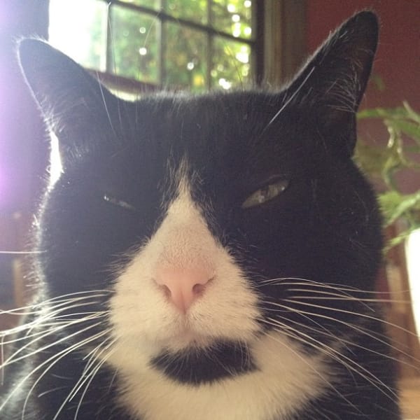 布拉扎捲毛貓貓舍