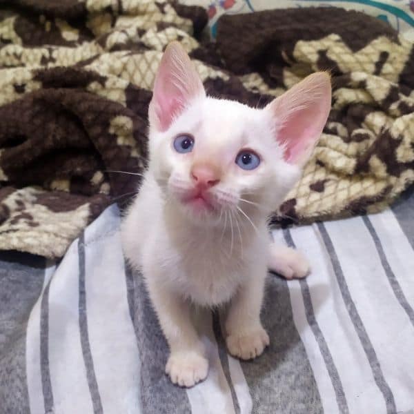 愛貓寒舍有限公司