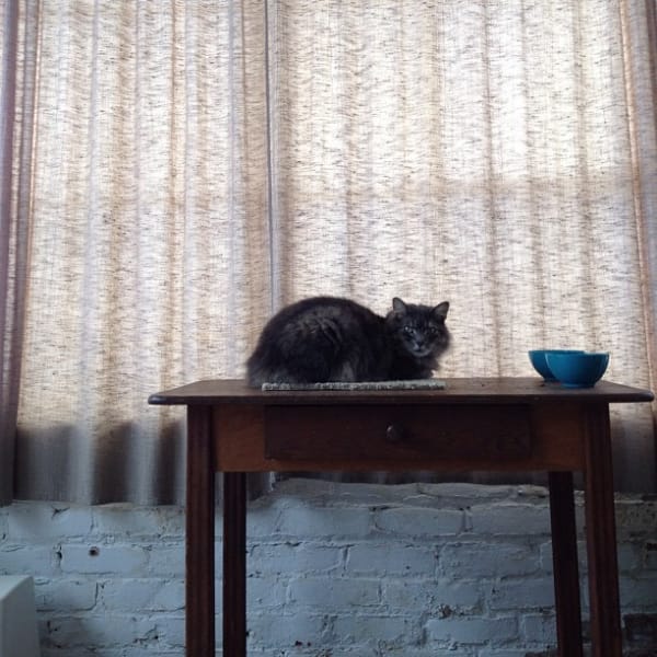 東森寵物雲股份有限公司羅東林場分公司