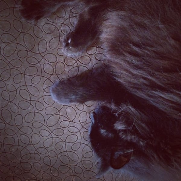 毛毛兄弟會寵物美容