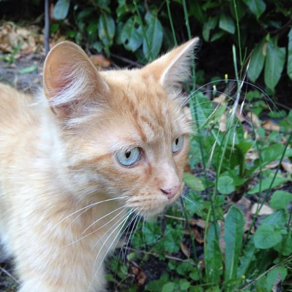 淘氣族寵物用品店