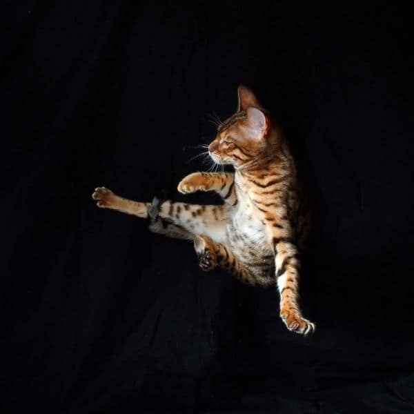 添柴日本柴犬專賣店