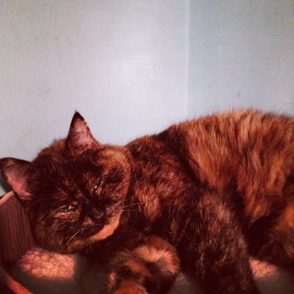 牧日寵愛國際商行