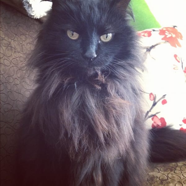 羊咩咩寵物生活館