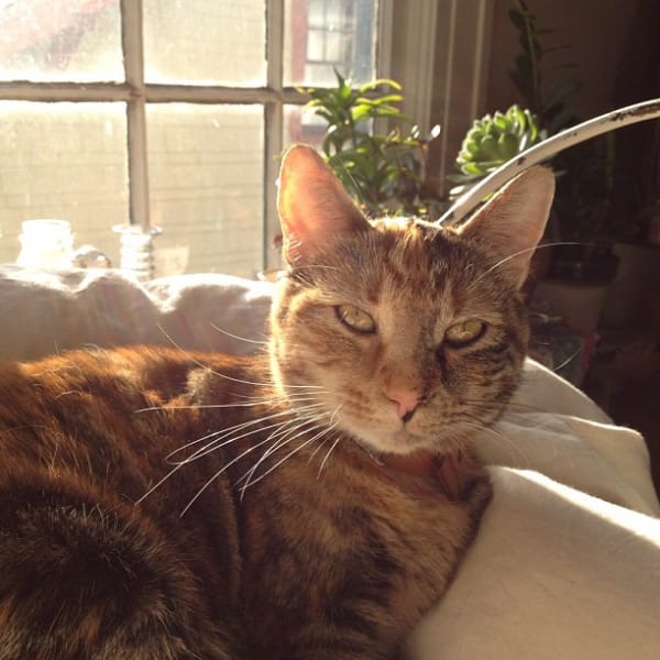 萬達寵物事業股份有限公司新中分公司