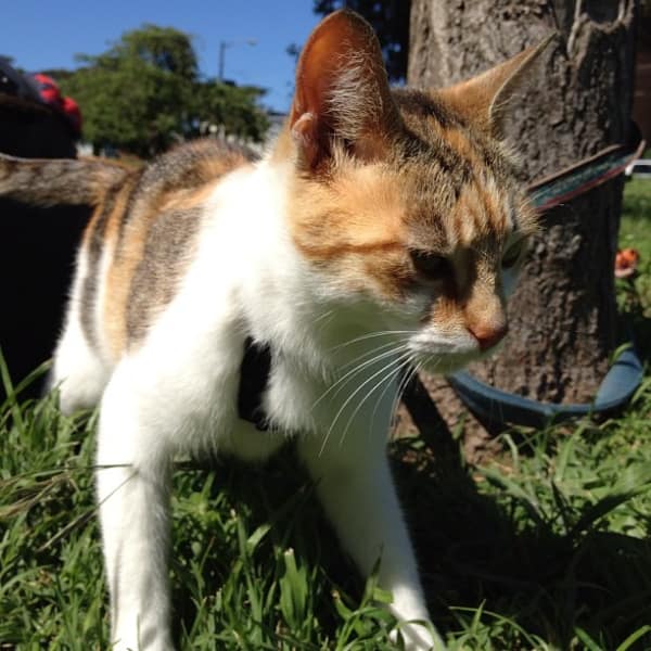 薛丁格布偶貓舍