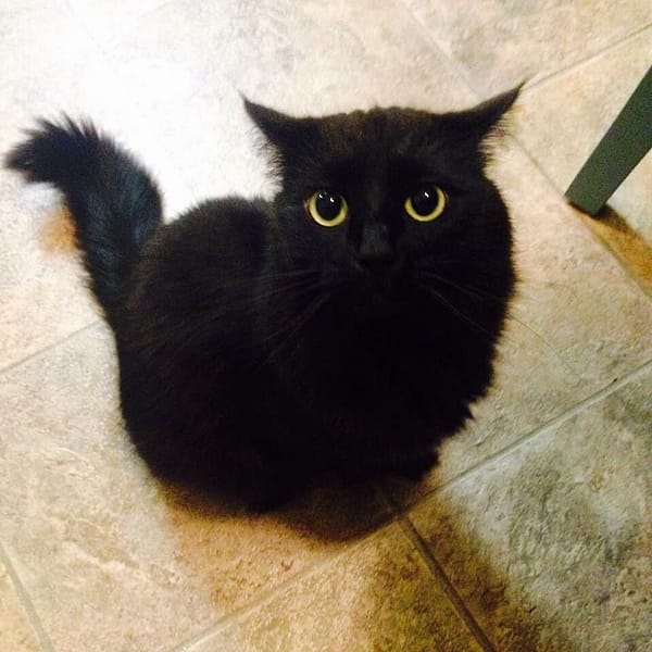 藝淋寵物美容坊