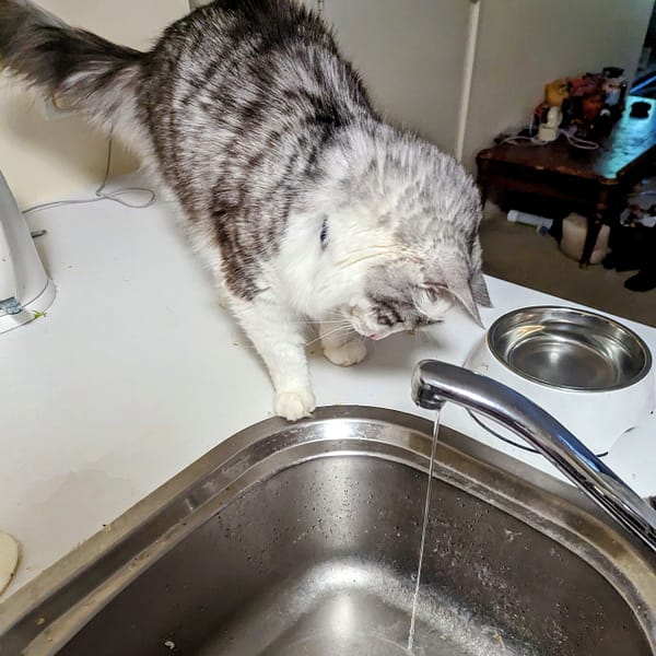 雀而喜貓舍有限公司