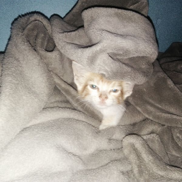 魚中魚樂活有限公司嘉義分公司