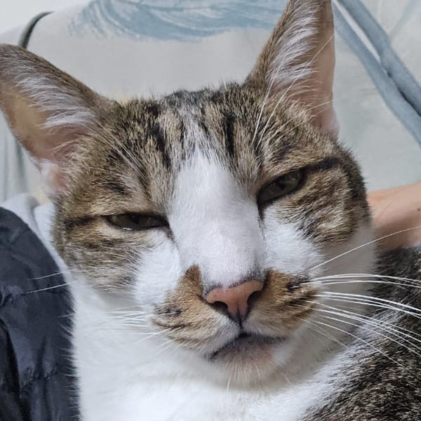 【急尋】混種貓 - 新北市永和區中正路 (灰色虎斑)