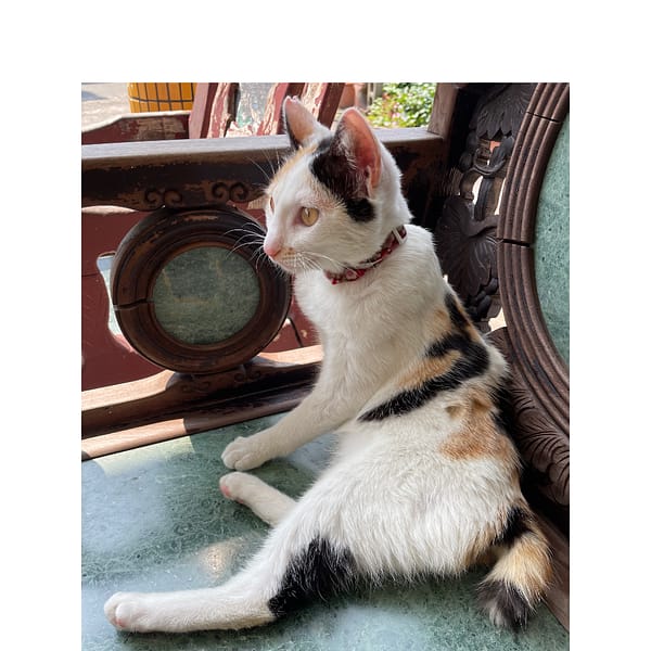 【急尋】混種貓 - 高雄市美濃區福安街15號 (三花貓)