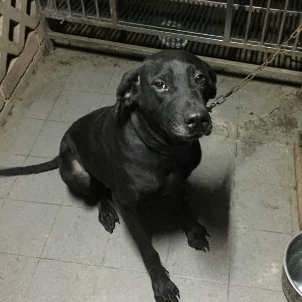 【急尋】混種犬 - 新竹市東區高峰路207巷21號後院 (黑)