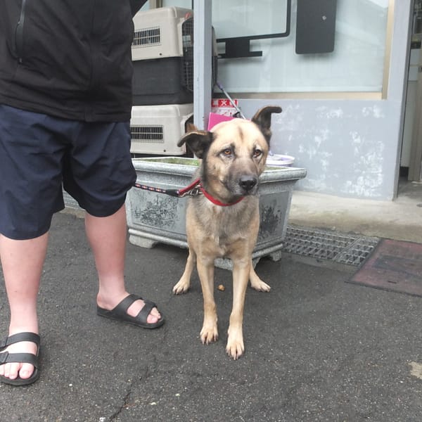 【待認養】混種犬 狗 (男生) - 新北市板橋區公立動物之家