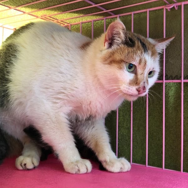 【待認養】混種貓 貓 (女生) - 臺北市動物之家