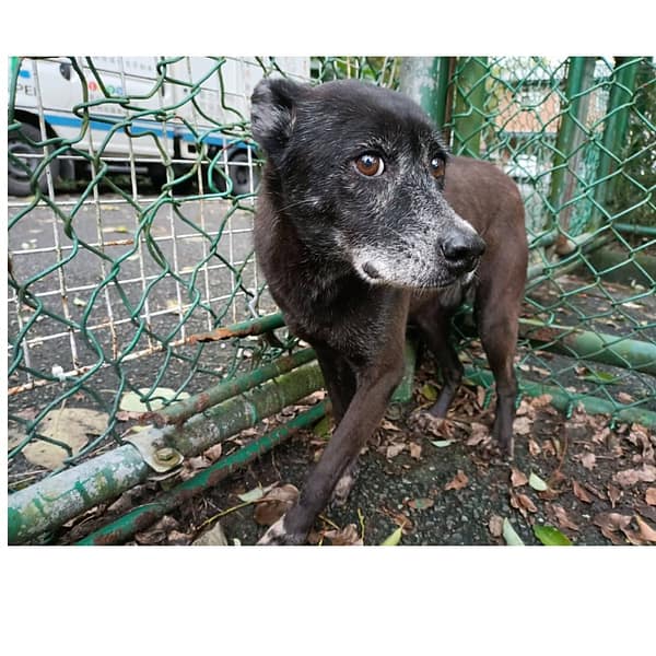 【待認養】混種犬 狗 (女生) - 臺北市動物之家