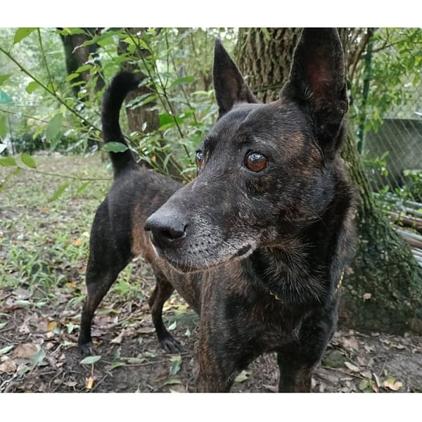 【待認養】混種犬 狗 (男生) - 臺北市動物之家