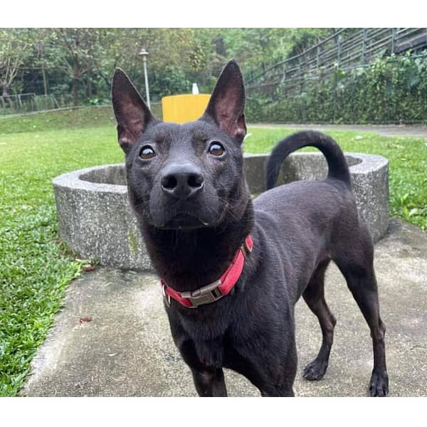 【待認養】混種犬 狗 (男生) - 臺北市動物之家