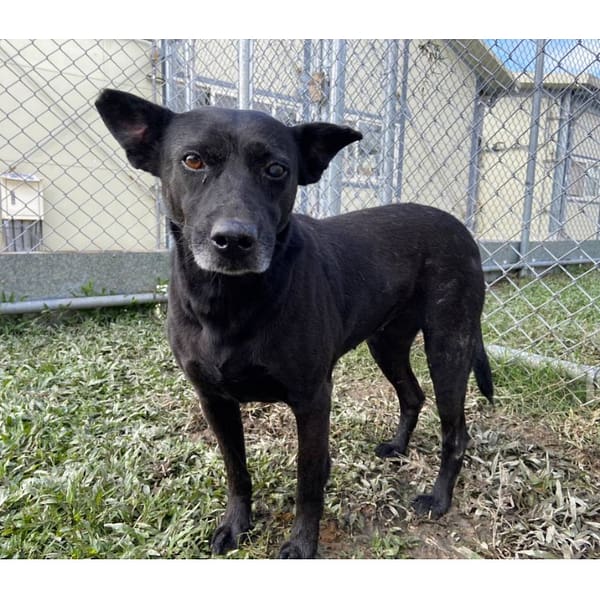 【待認養】混種犬 狗 (女生) - 臺北市動物之家