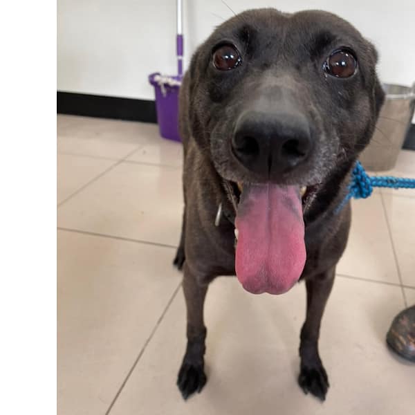 【待認養】混種犬 狗 (女生) - 新北市八里區公立動物之家