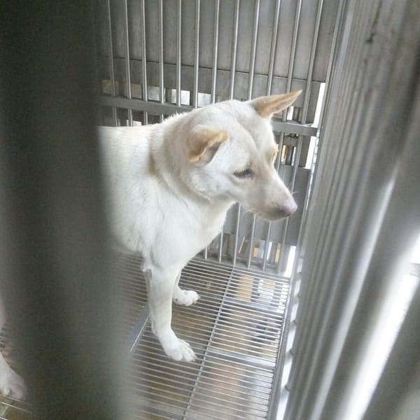 【待認養】混種犬 狗 (女生) - 新北市板橋區公立動物之家