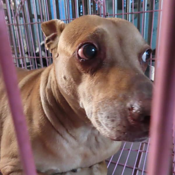 【待認養】混種犬 狗 (女生) - 臺南市動物之家灣裡站