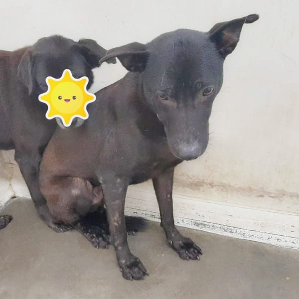 【待認養】混種犬 狗 (男生) - 臺北市動物之家