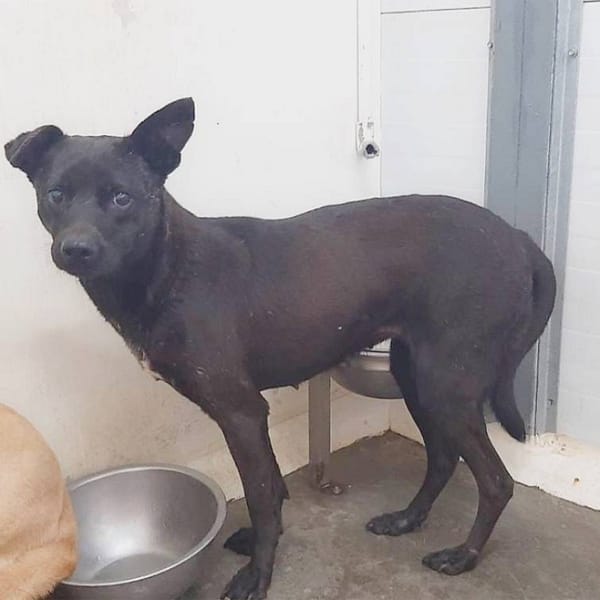 【待認養】混種犬 狗 (女生) - 臺北市動物之家