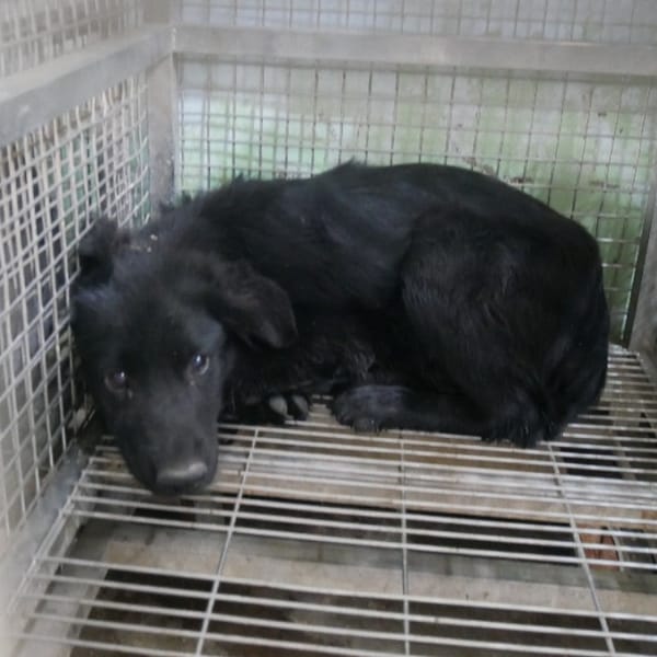 【待認養】混種犬 狗 (女生) - 臺南市動物之家善化站