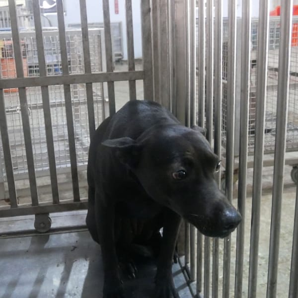 【待認養】混種犬 狗 (男生) - 臺南市動物之家善化站