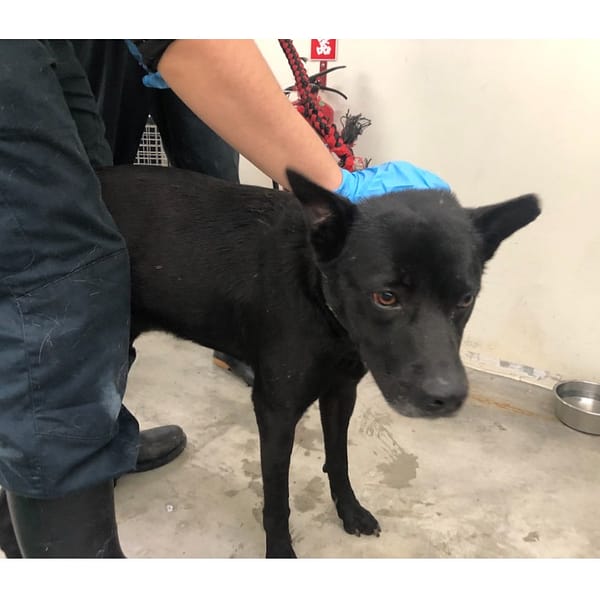 【待認養】混種犬 狗 (男生) - 臺北市動物之家