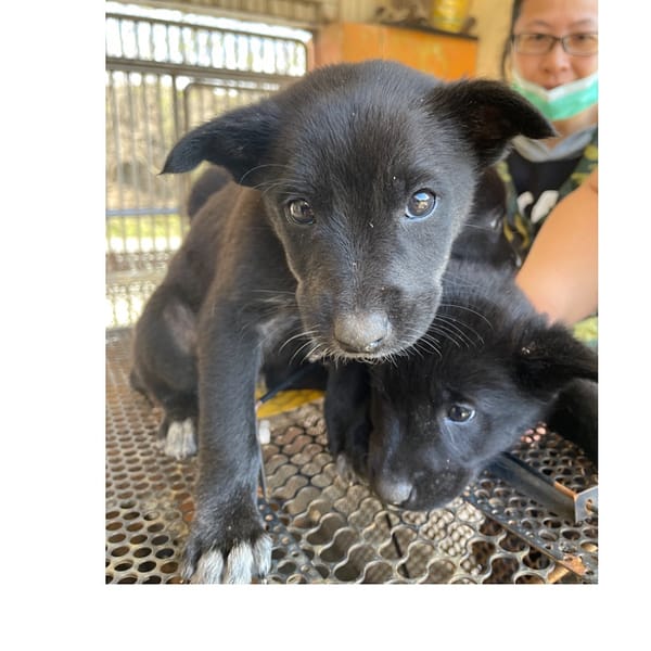 【待認養】混種犬 狗 (男生) - 澎湖縣流浪動物收容中心