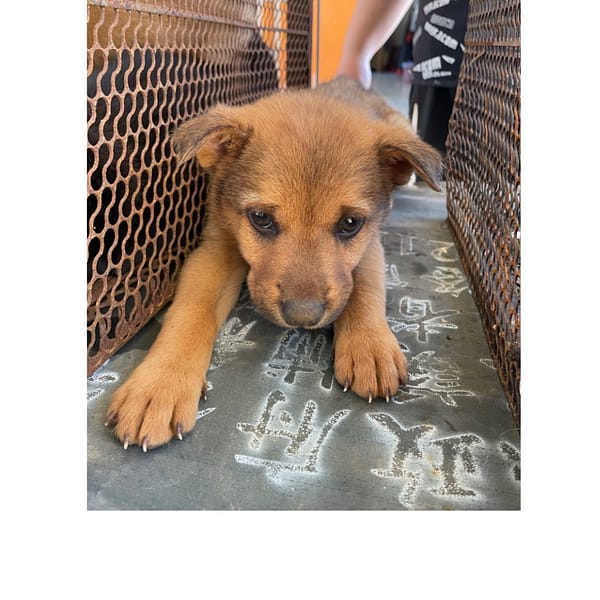 【待認養】混種犬 狗 (男生) - 澎湖縣流浪動物收容中心