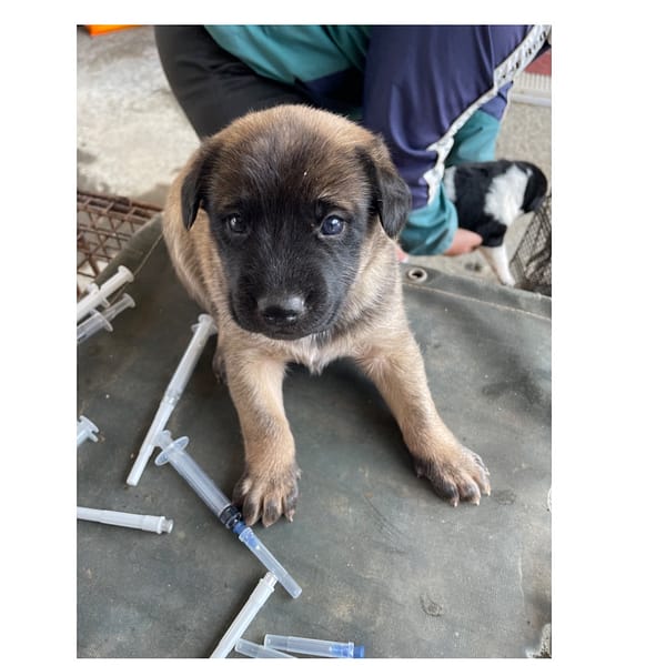 【待認養】混種犬 狗 (女生) - 澎湖縣流浪動物收容中心