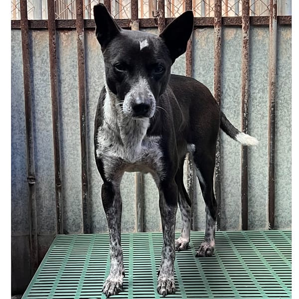 【待認養】混種犬 狗 (女生) - 彰化縣流浪狗中途之家