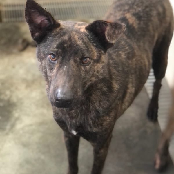 【待認養】混種犬 狗 (男生) - 澎湖縣流浪動物收容中心