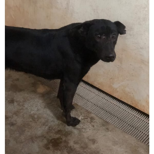 【待認養】混種犬 狗 (男生) - 澎湖縣流浪動物收容中心