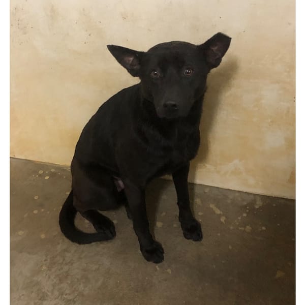 【待認養】混種犬 狗 (男生) - 澎湖縣流浪動物收容中心