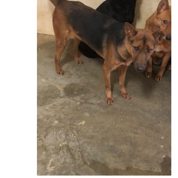 【待認養】混種犬 狗 (男生) - 澎湖縣流浪動物收容中心