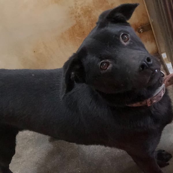 【待認養】混種犬 狗 (男生) - 澎湖縣流浪動物收容中心