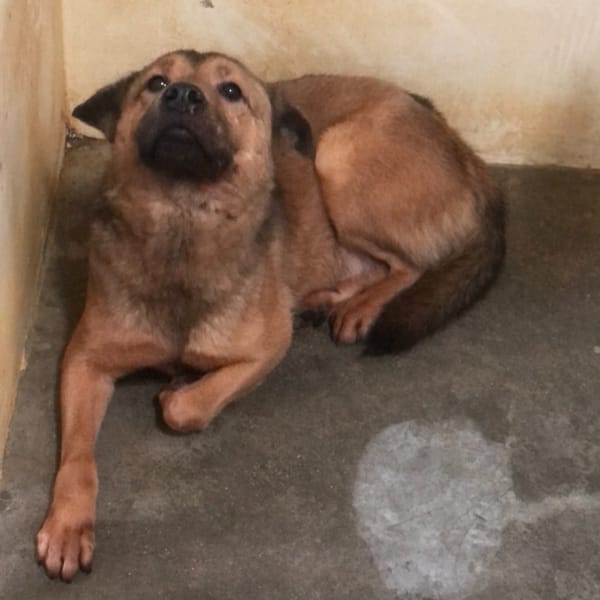 【待認養】混種犬 狗 (男生) - 澎湖縣流浪動物收容中心