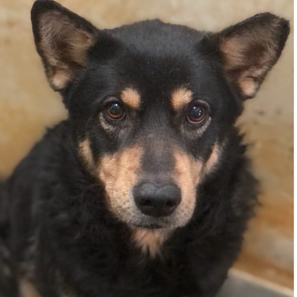 【待認養】混種犬 狗 (男生) - 澎湖縣流浪動物收容中心