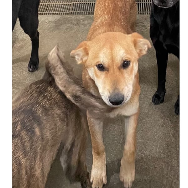 【待認養】混種犬 狗 (女生) - 澎湖縣流浪動物收容中心