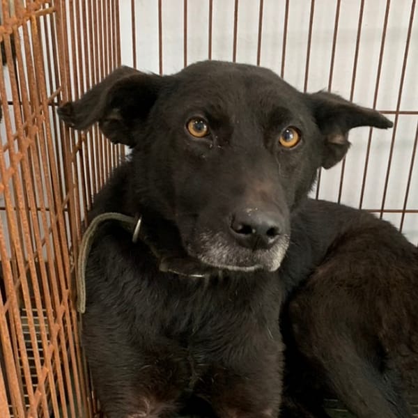 【待認養】混種犬 狗 (男生) - 臺南市動物之家善化站