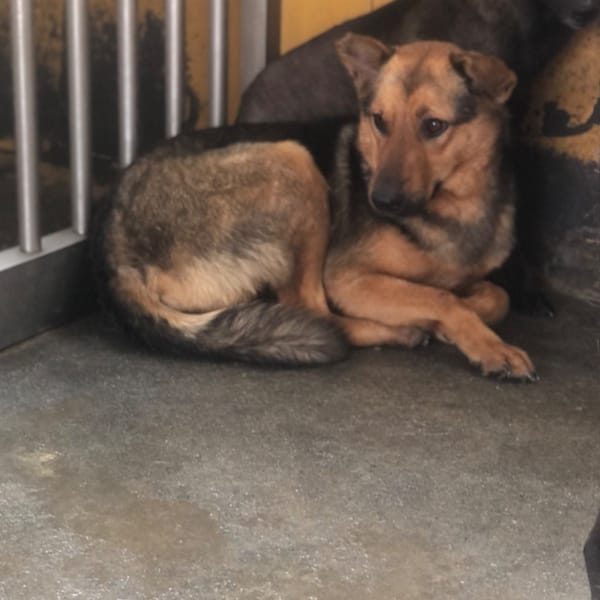 【待認養】混種犬 狗 (女生) - 澎湖縣流浪動物收容中心