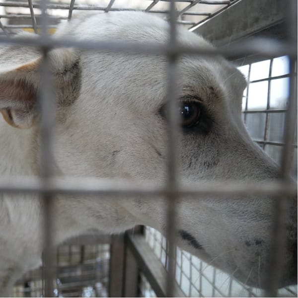 【待認養】混種犬 狗 (男生) - 臺南市動物之家善化站