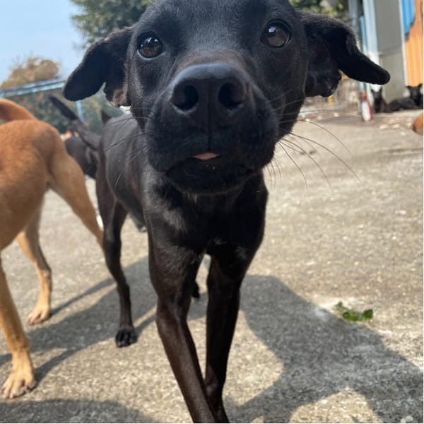 【待認養】混種犬 狗 (男生) - 屏東縣公立犬貓中途之家