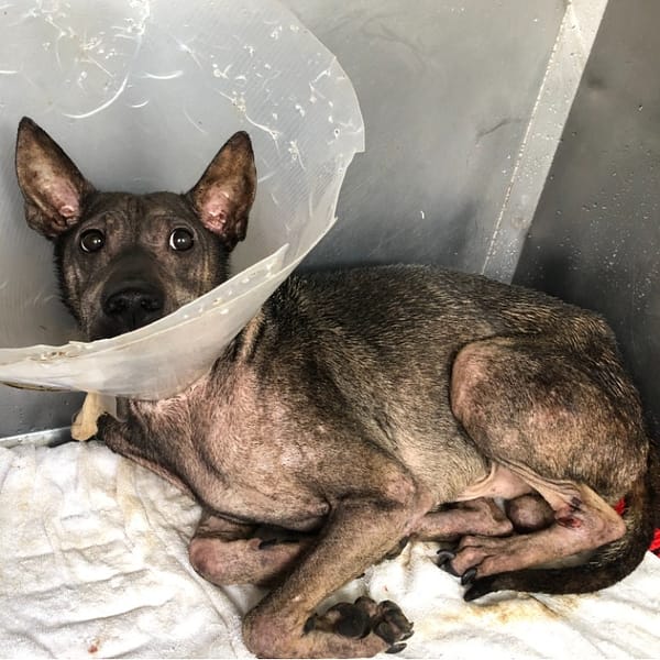 【待認養】混種犬 狗 (男生) - 臺北市動物之家